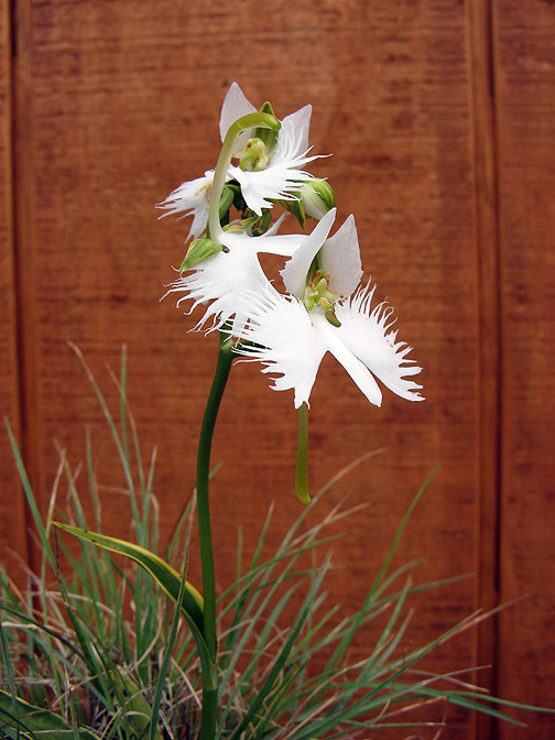 craneorchid