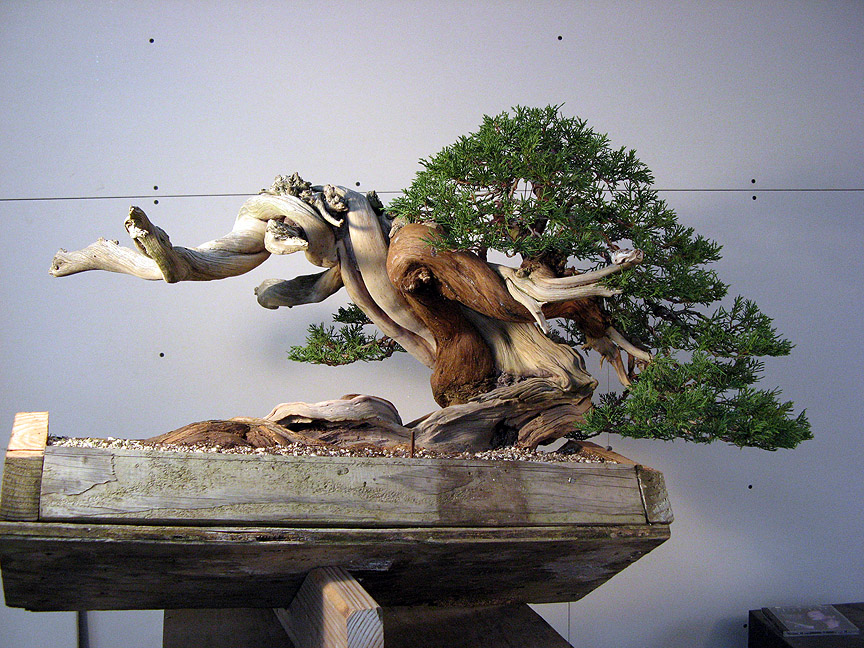 Another Yamadori Rocky Mtn. Juniper– | Michael Hagedorn