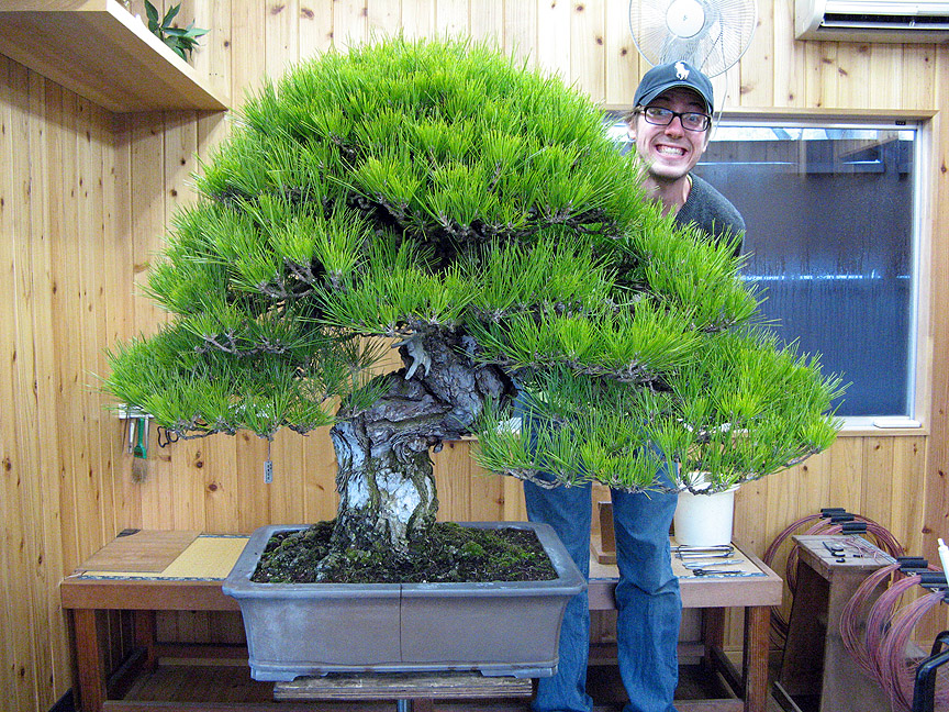 Matt'sblackpine