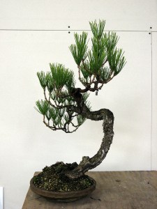 All black pine now, growing with wild abandon in 2010.