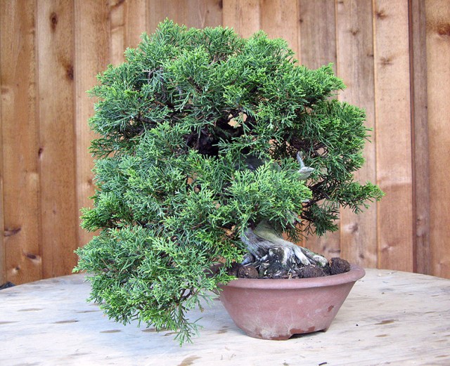 Shohin Itoigawa juniper | Michael Hagedorn