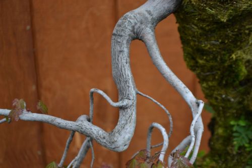 DSC_0777