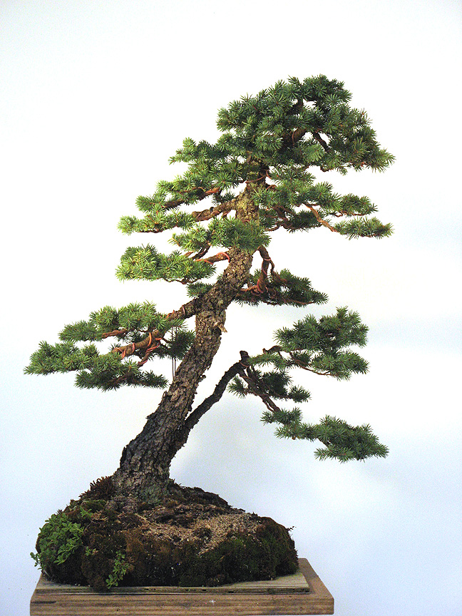 Engelmannspruce1