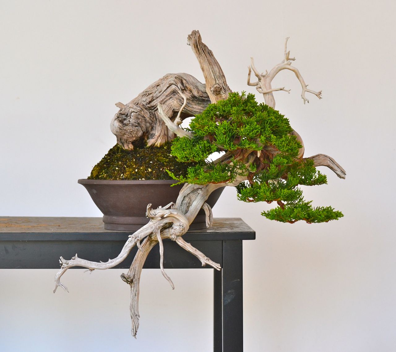 Day of Yikes: Grafted Rocky Mountain Juniper Styling