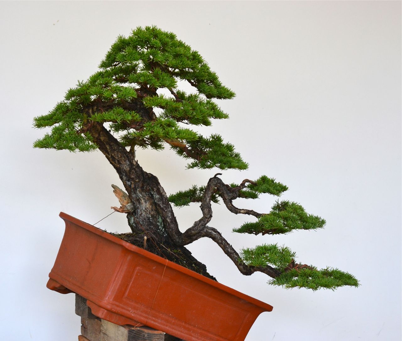 Very Old Mountain Hemlock Styling-