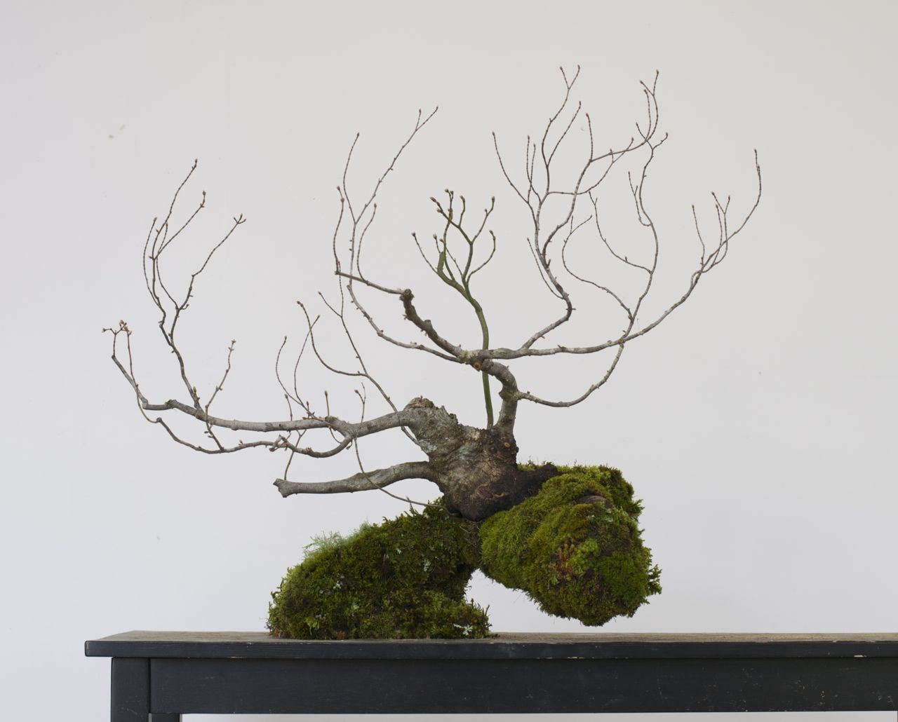 Vine Maple ‘Boot’ Styling…