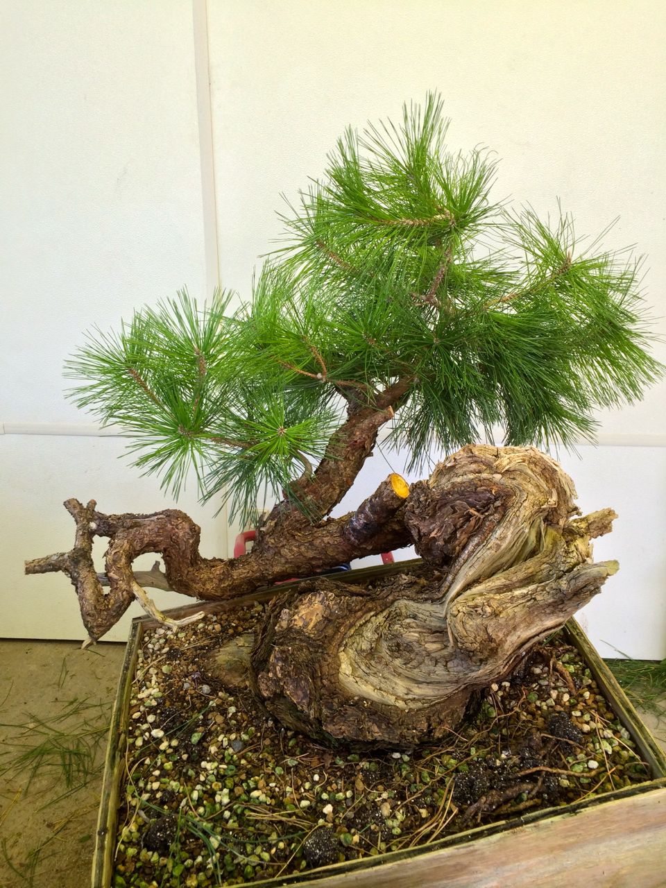 Two Grafting Projects: Juniper and Pine