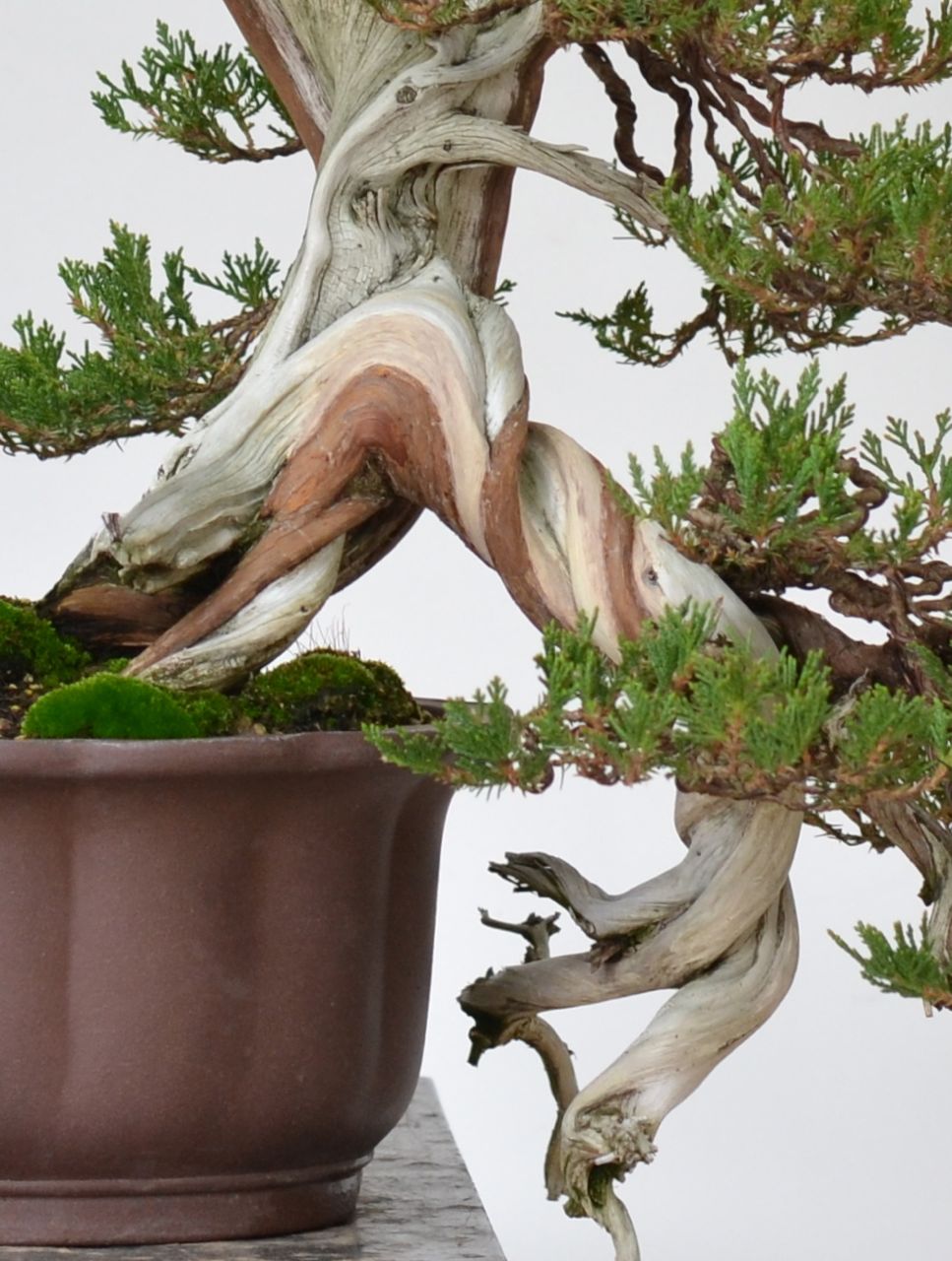 Juniper Live Veins and How They Move…