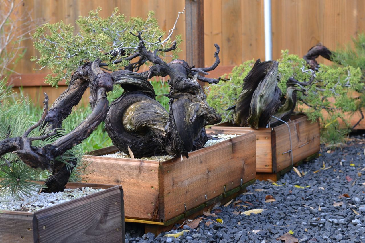 New Projects From Backcountry Bonsai-