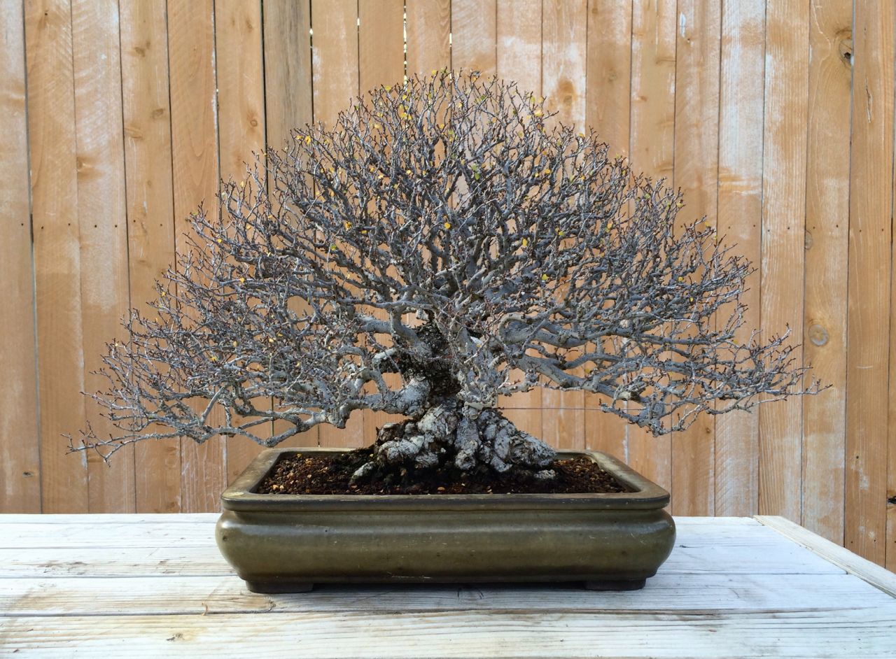 Old Historical Catlin Elm-