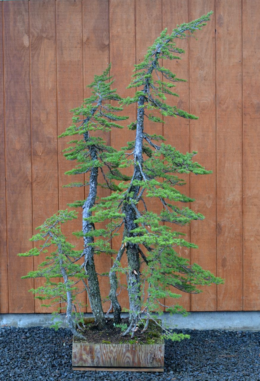 Very Tall Hemlock Clump Styled