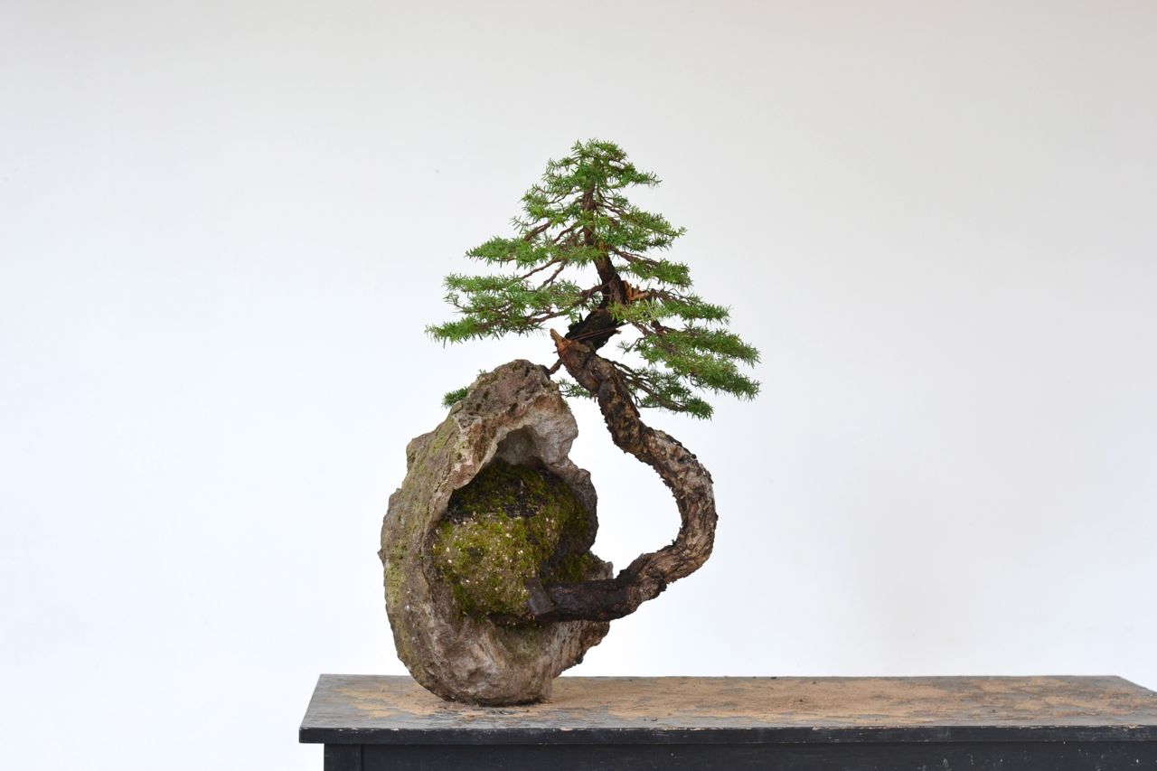 A ‘Cliff Bonsai’—Western Hemlock Styling