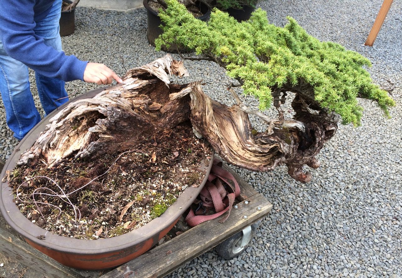 Ancient Mountain Hemlock-