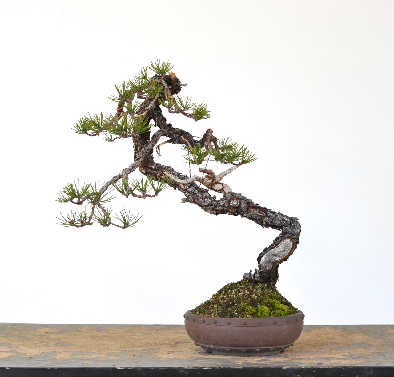 Bunjin #1: Shore Pine