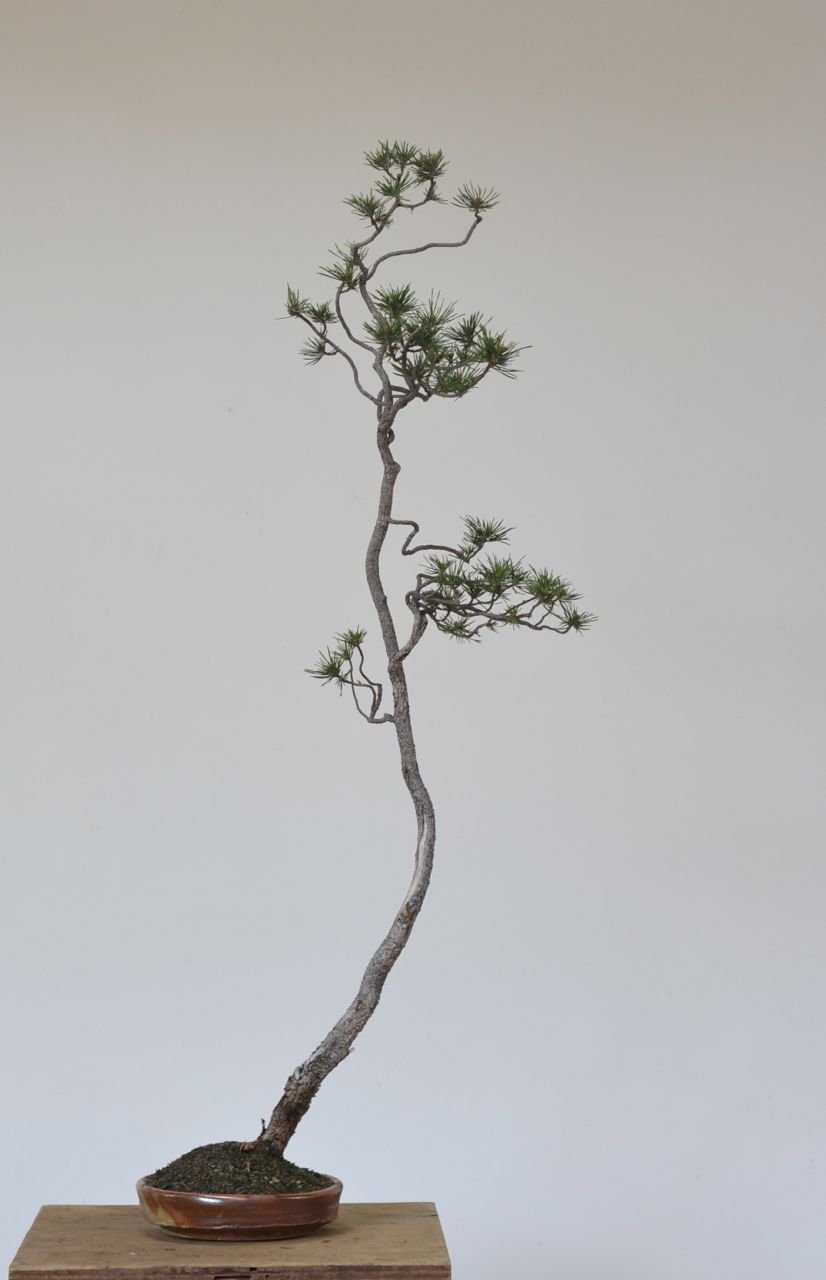 Bunjin #2: Lodgepole Pine