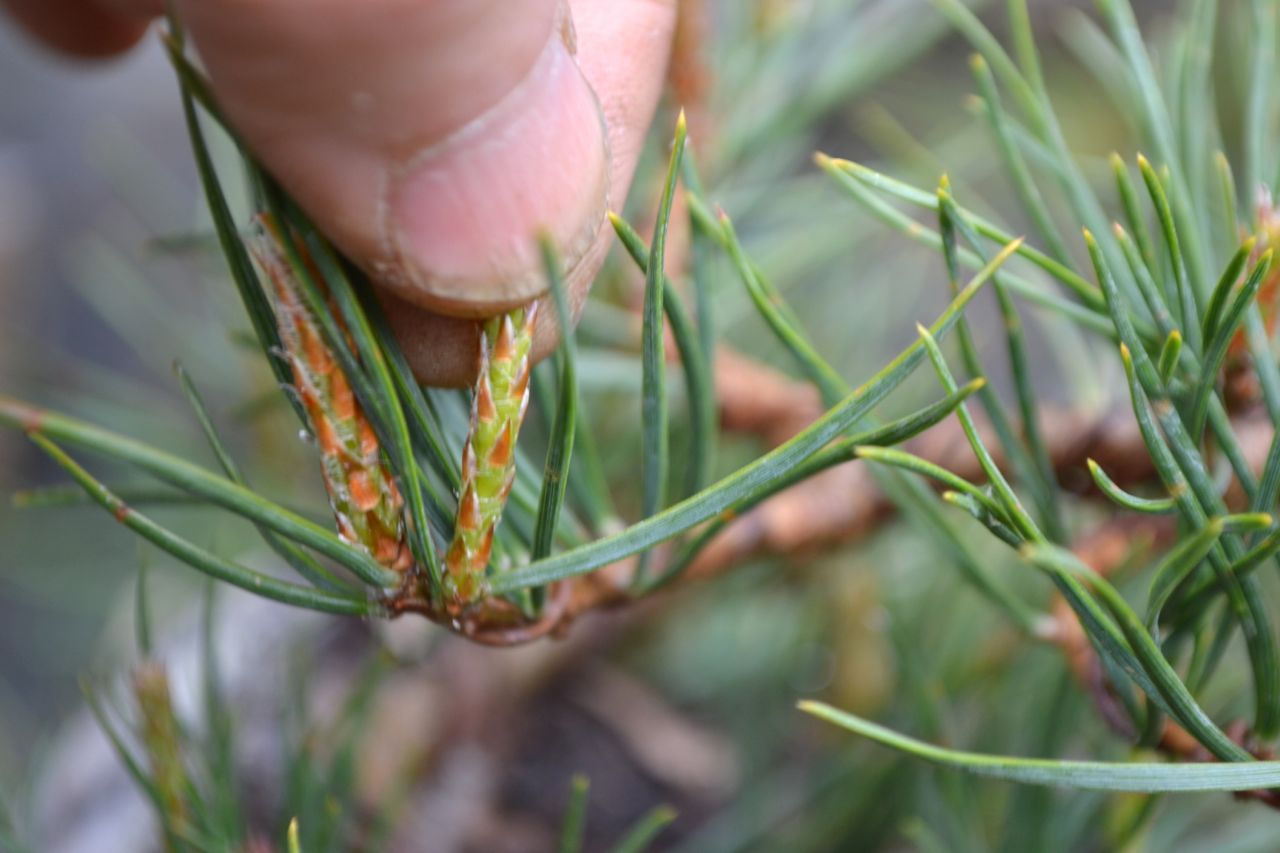 Big Difference Between 'Decandling' and 'Breaking' Pine Shoots… | Michael Hagedorn