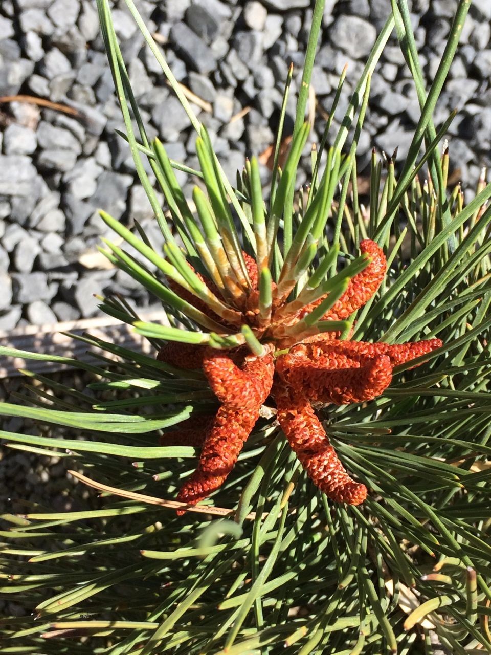 Flowers on Pine Candles…Leave alone? Take off?