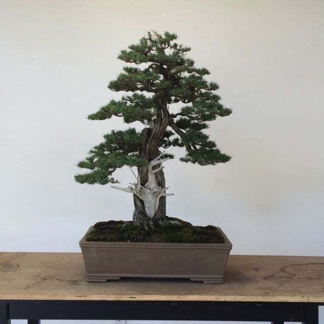 Needle Juniper Restyling-