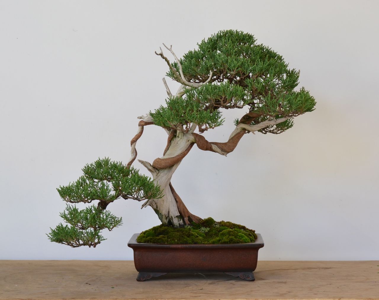 Tree Prep for the National Show-