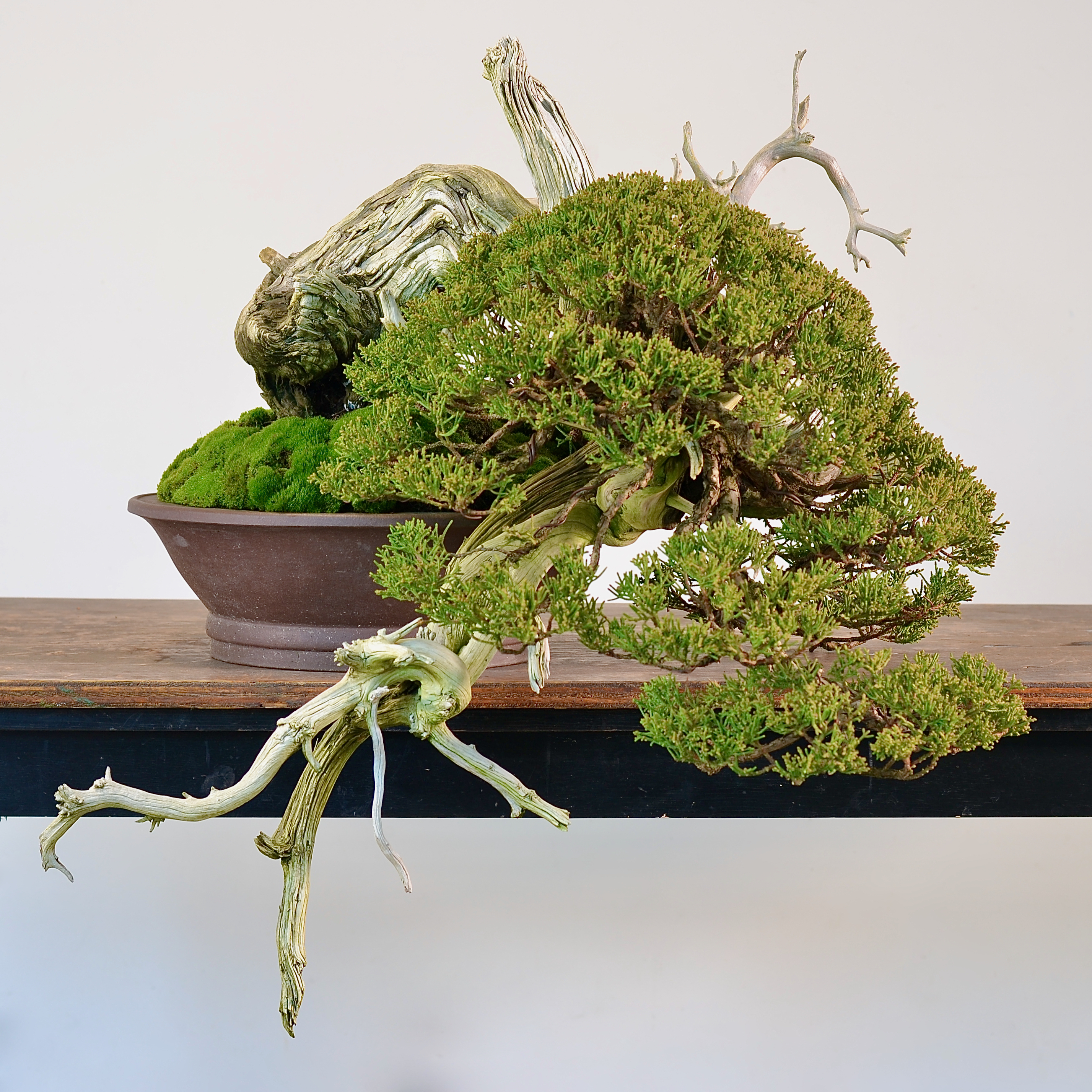 Shimpaku on Rocky Mountain: Revisit