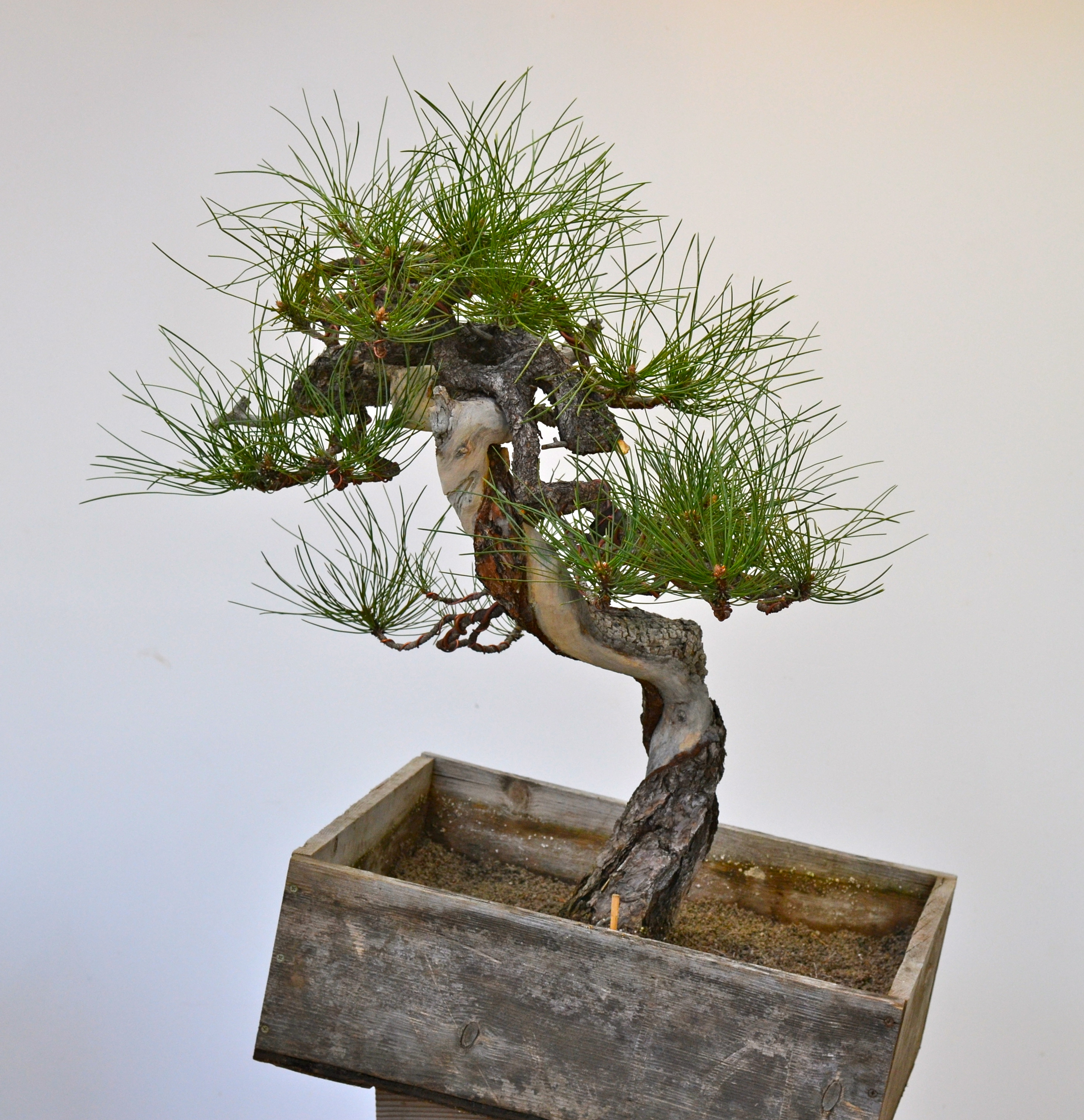 A bunjin Ponderosa pine gets a new look-