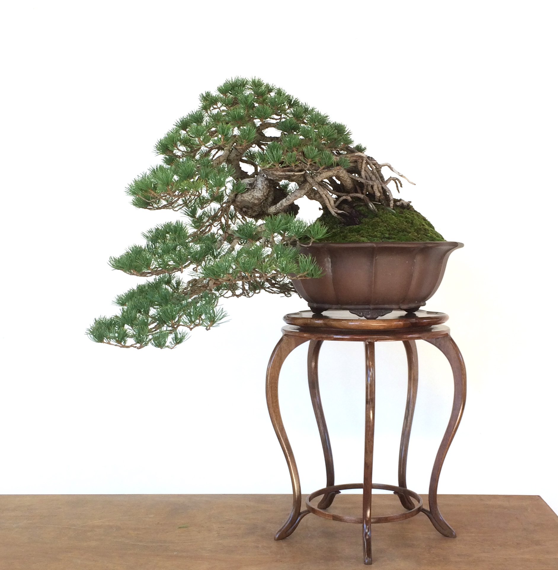 Revisiting a Raised-Root Cascade White Pine-