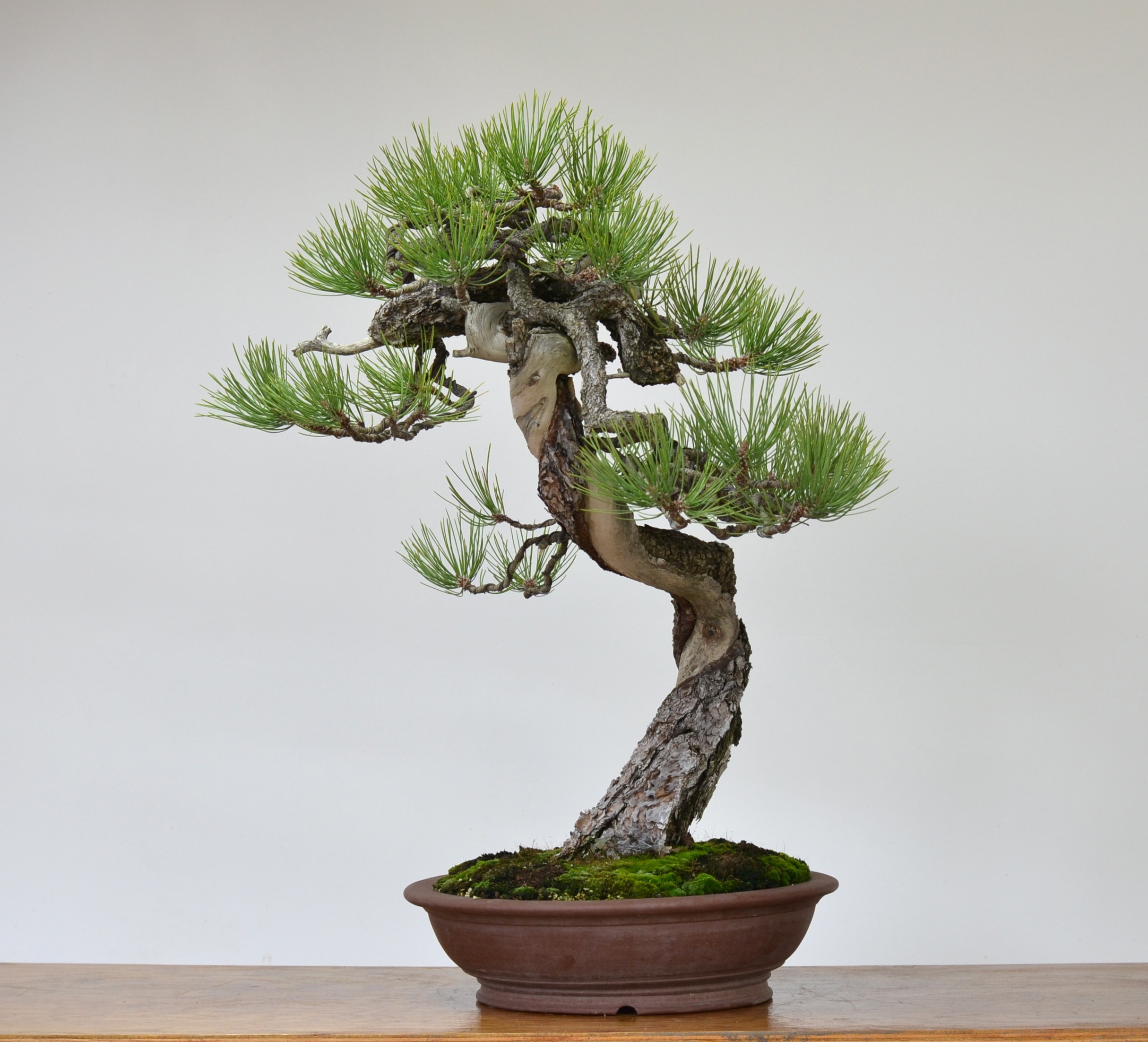 Bunjin Ponderosa Update