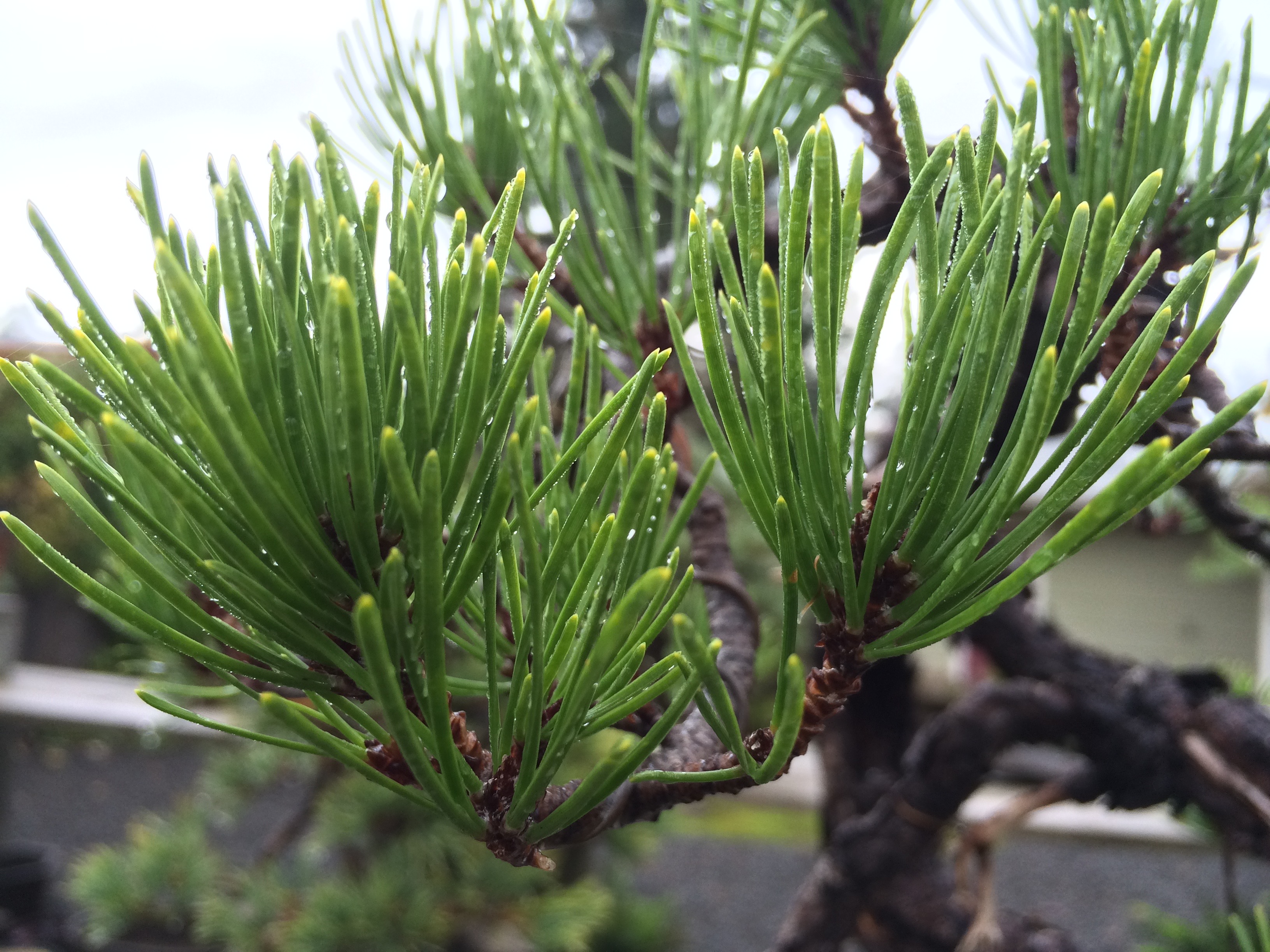 Be Careful with Shore Pine in the Winter-