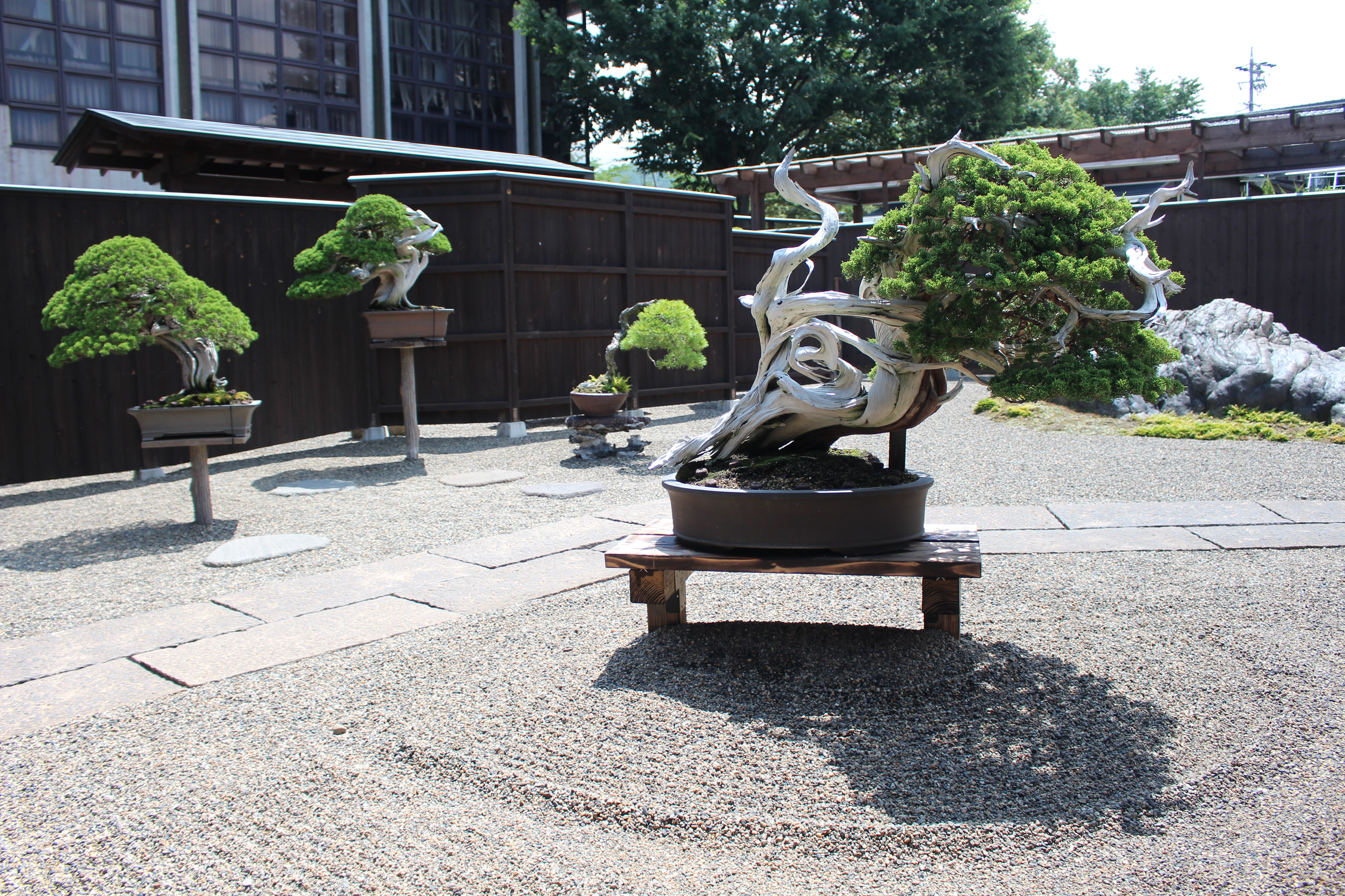 Bonsai Fundamentals Course—Now Available for Viewing-