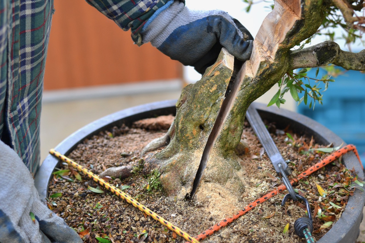 How do We Deal with a Dead Topped Azalea?