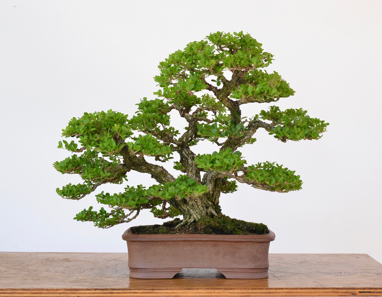 A Review of Japanese Boxwood as Bonsai- | Michael Hagedorn