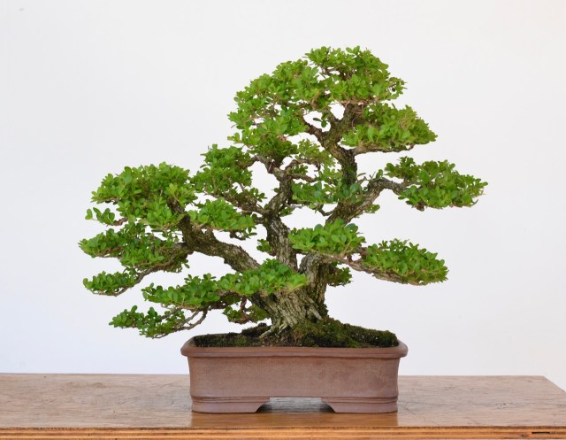 A Review of Japanese Boxwood as Bonsai- | Michael Hagedorn