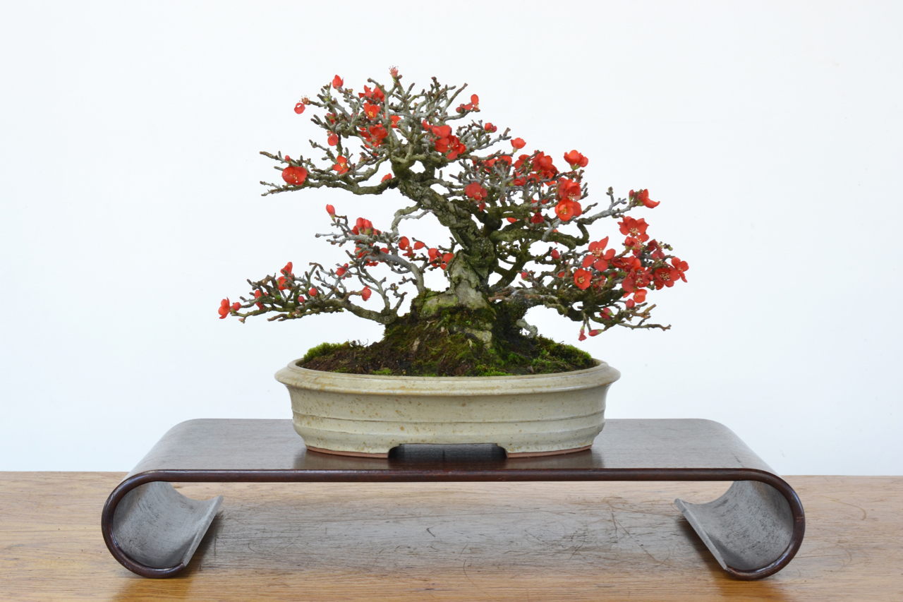 Colorful Long-Term Bonsai Projects-