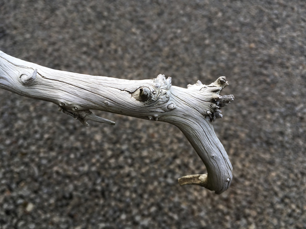 Juniper Jin and Pine Jin-