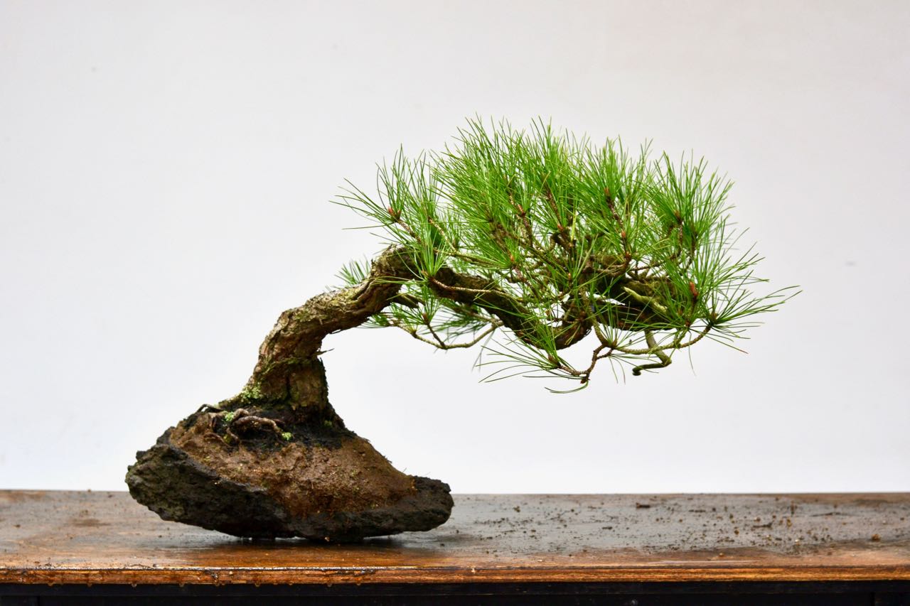 Red Pine / Ponderosa on Rock-