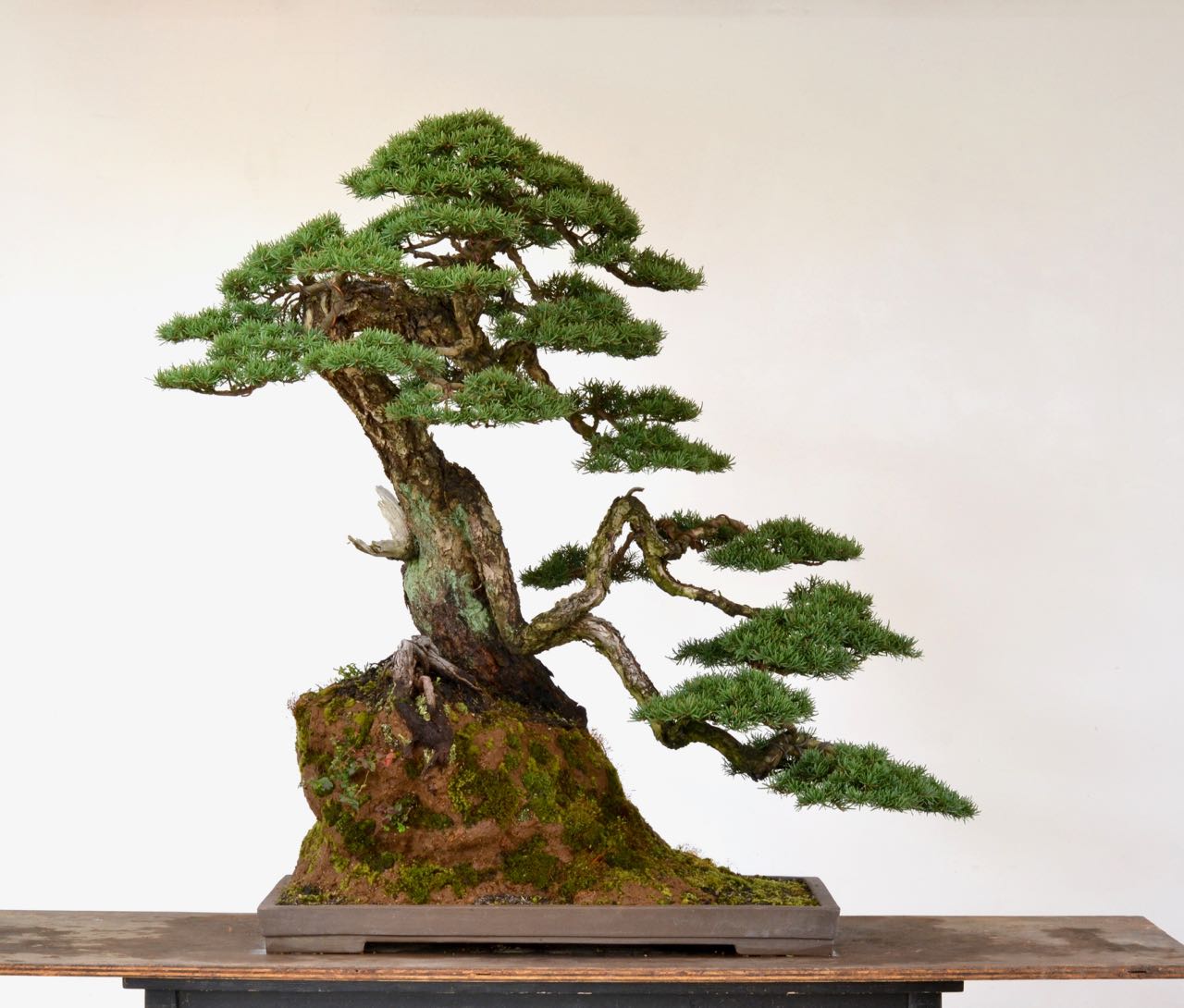 Potting up a Hemlock-