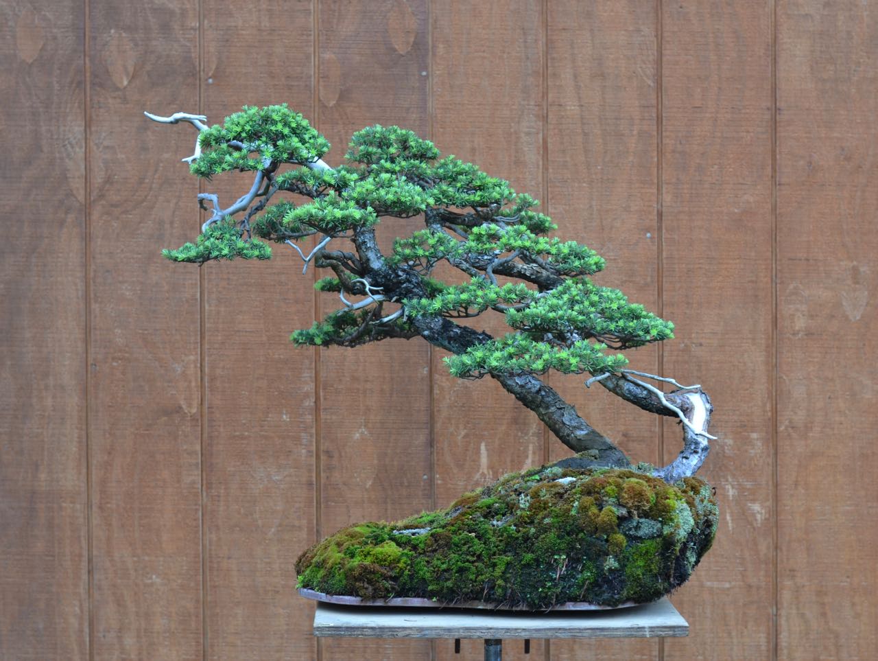 Revisit: Twin Trunk Hemlock on a Nylon Board—