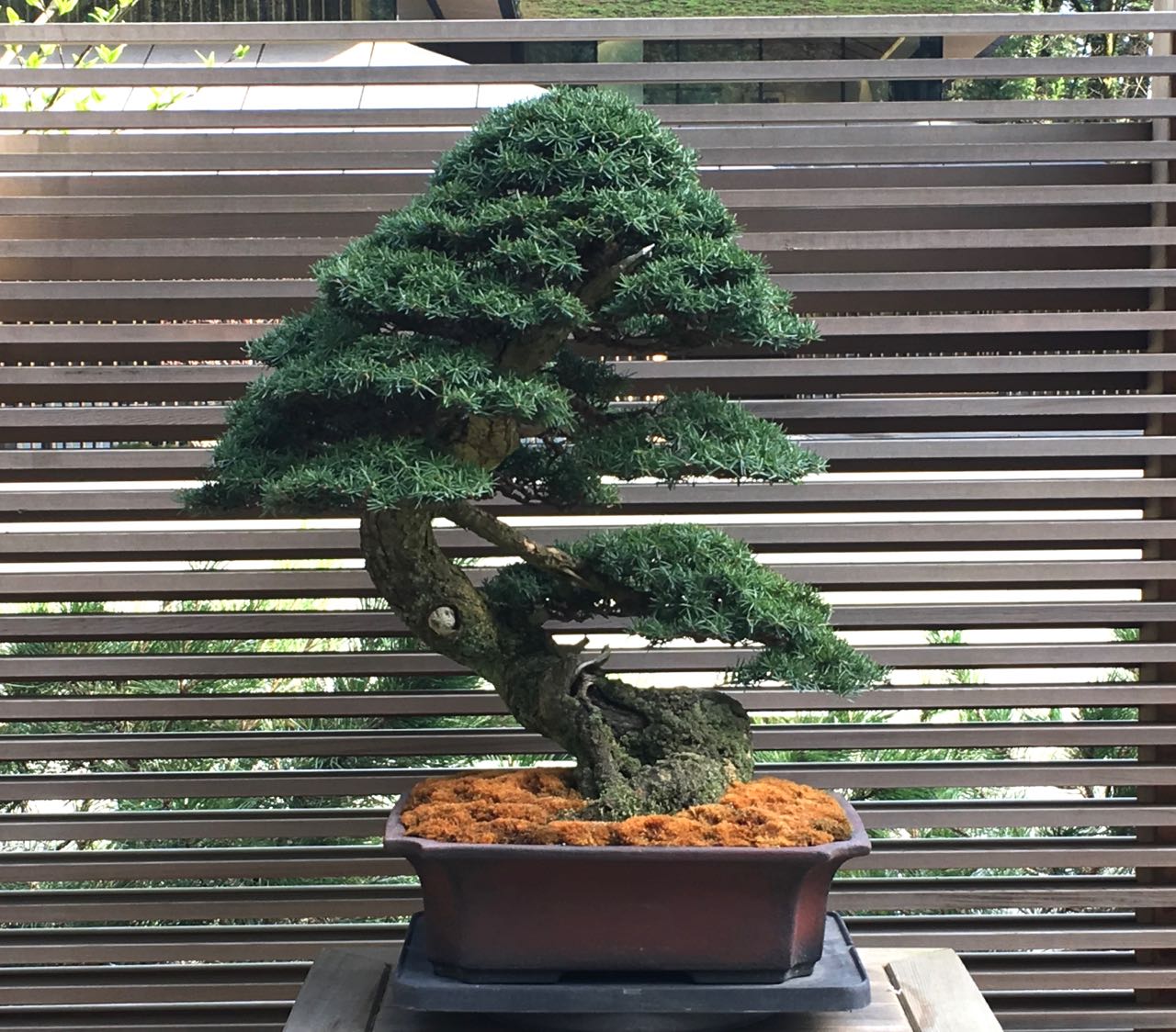 History of a Mountain Hemlock-