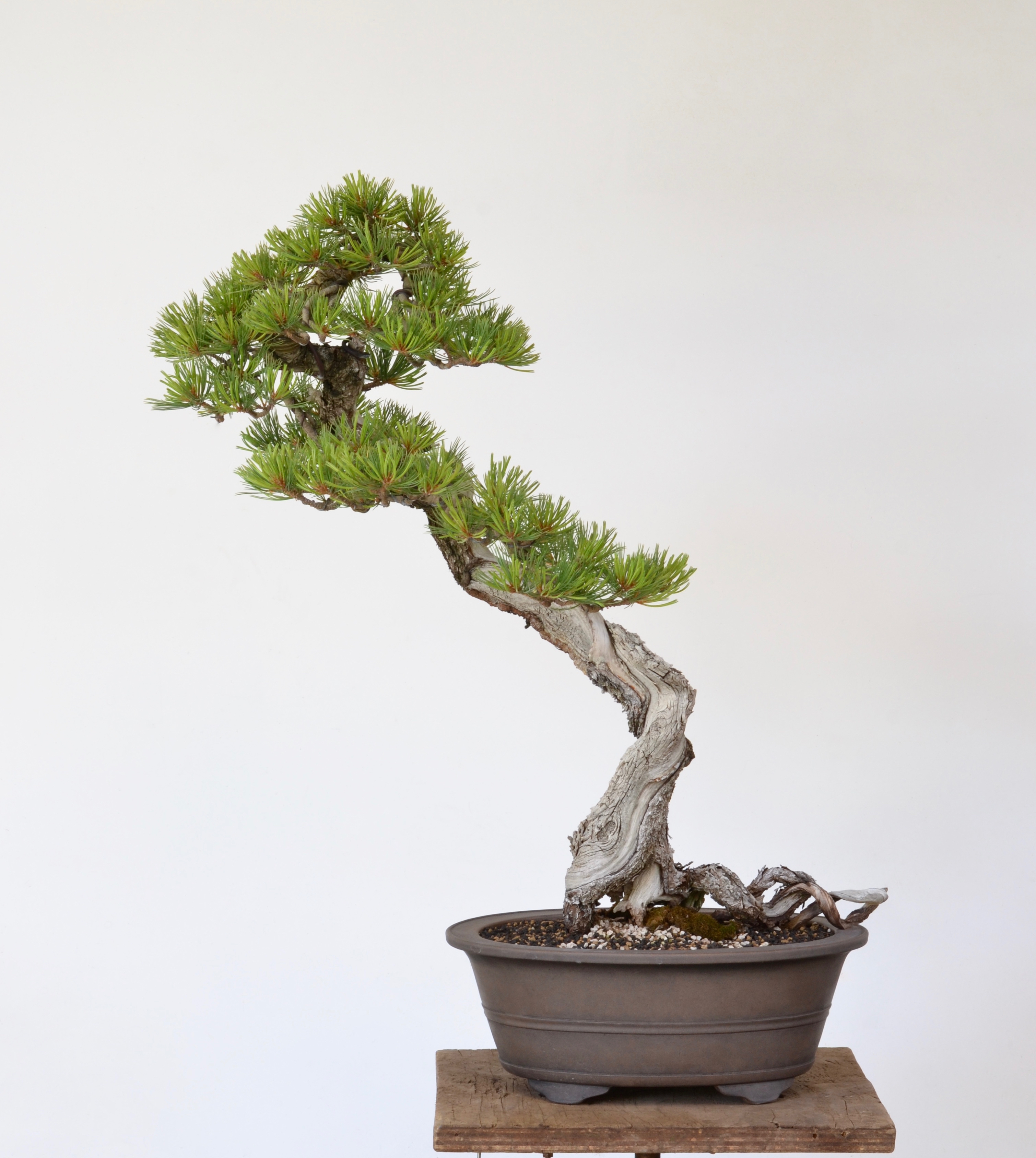 Double Helix: Limber Pine Revisit