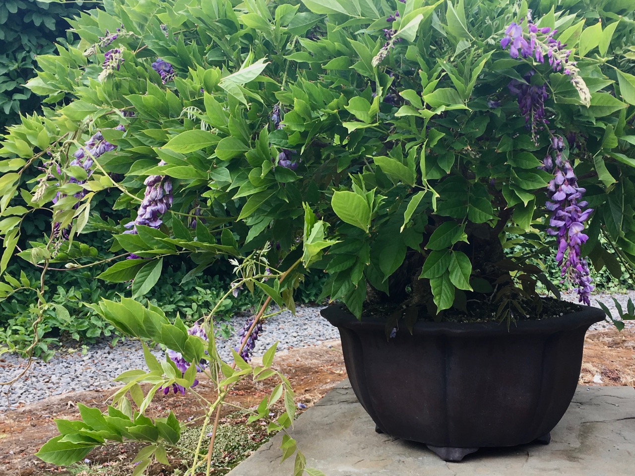 A Trick to Try with Your Wisteria this Summer-