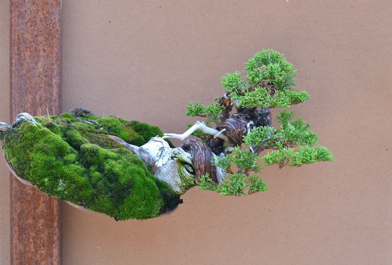 A Juniper Orchid (to go with our Pine Orchid…)