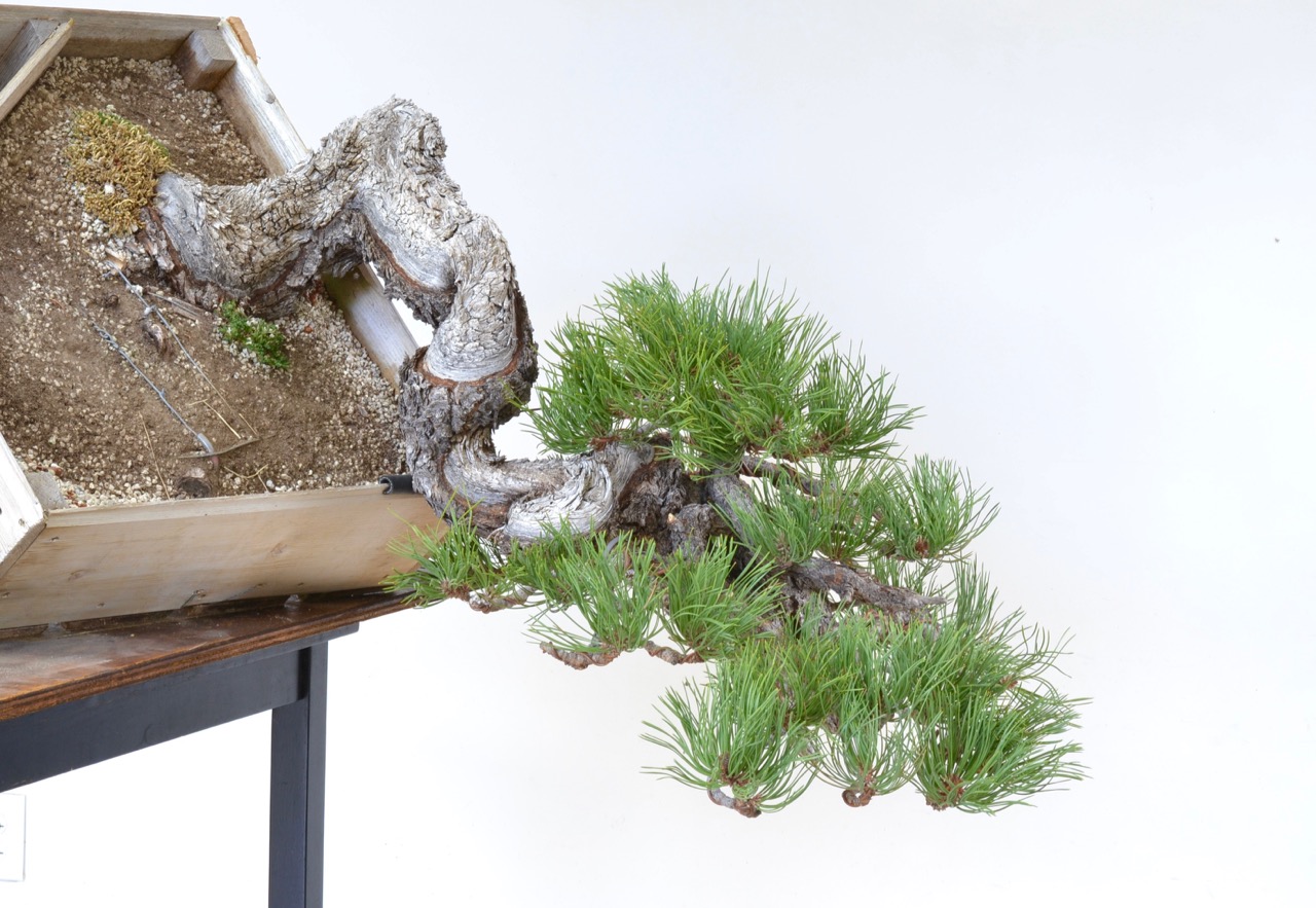 ‘Stampede’ Ponderosa Pine Styling…