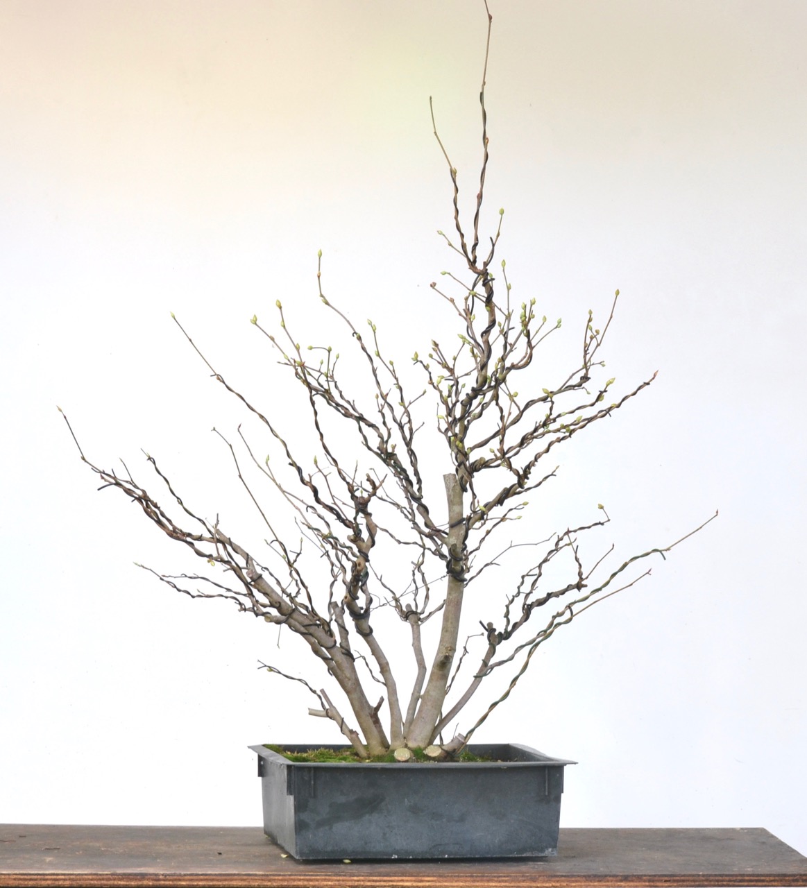 Young Winter Hazel Structural Design—