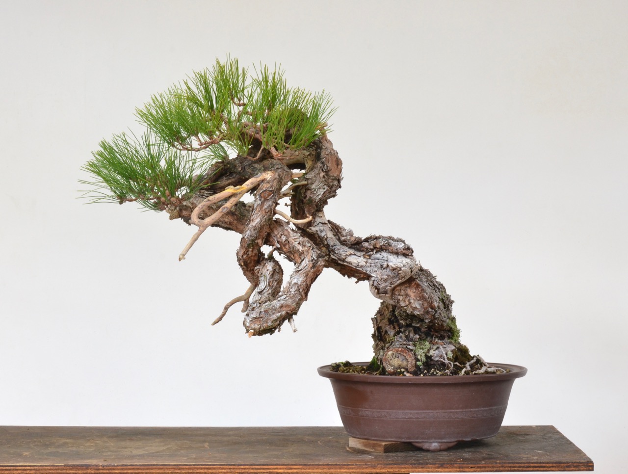 Red Pine Bankan Style in Development…