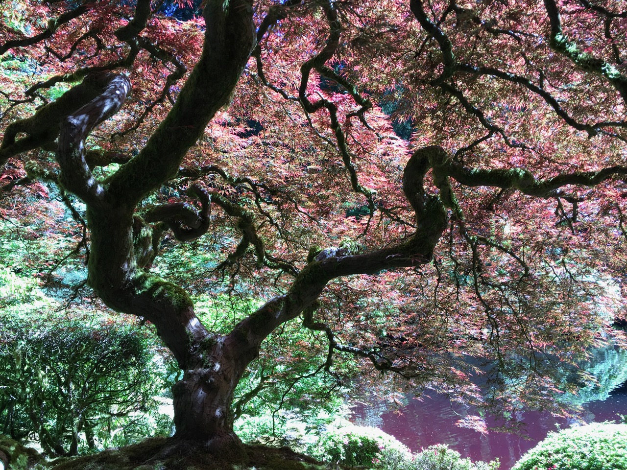 When Can We Claim Deciduous Bonsai As Our Own?