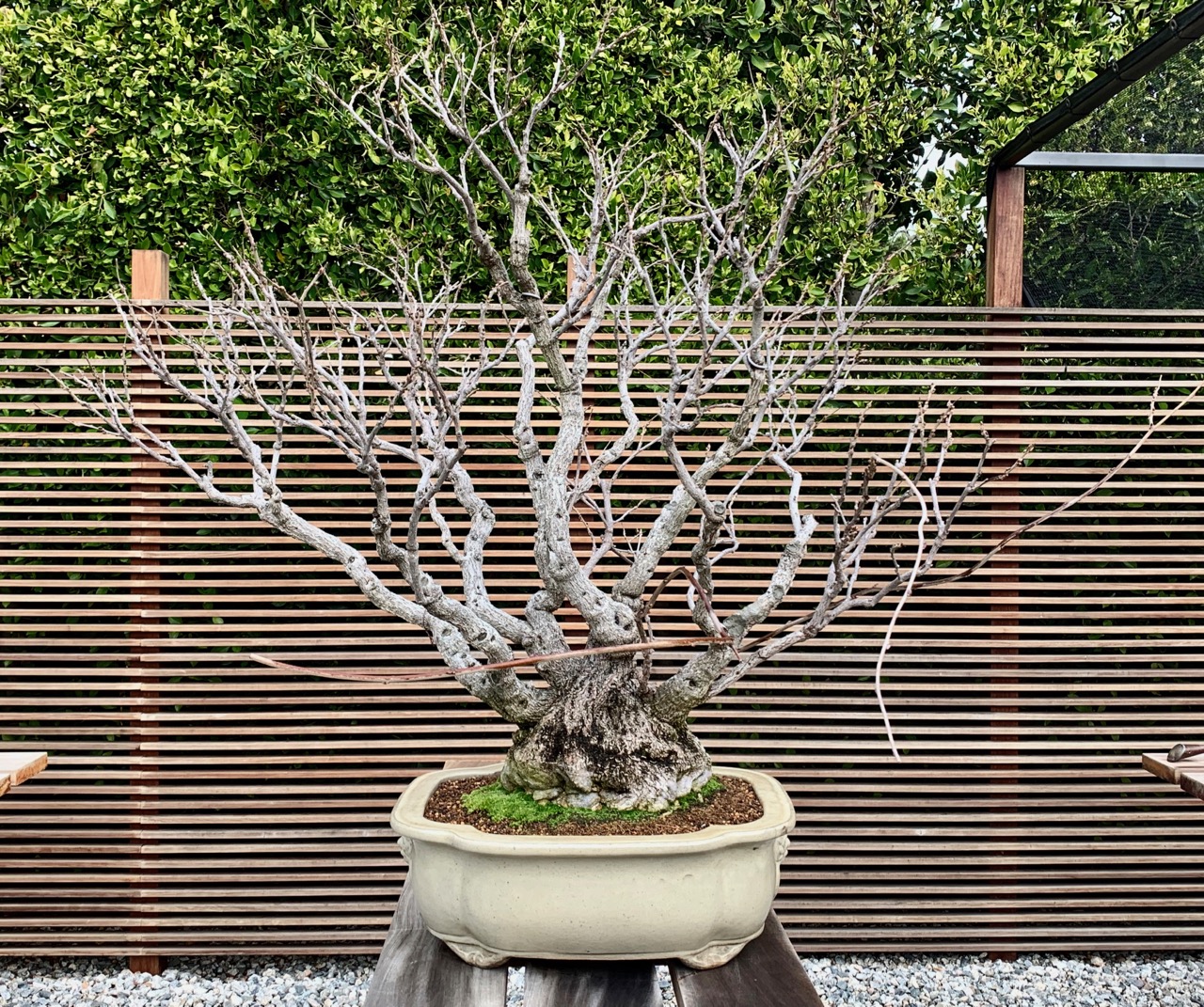 Wisteria Grown by Warren Hill-