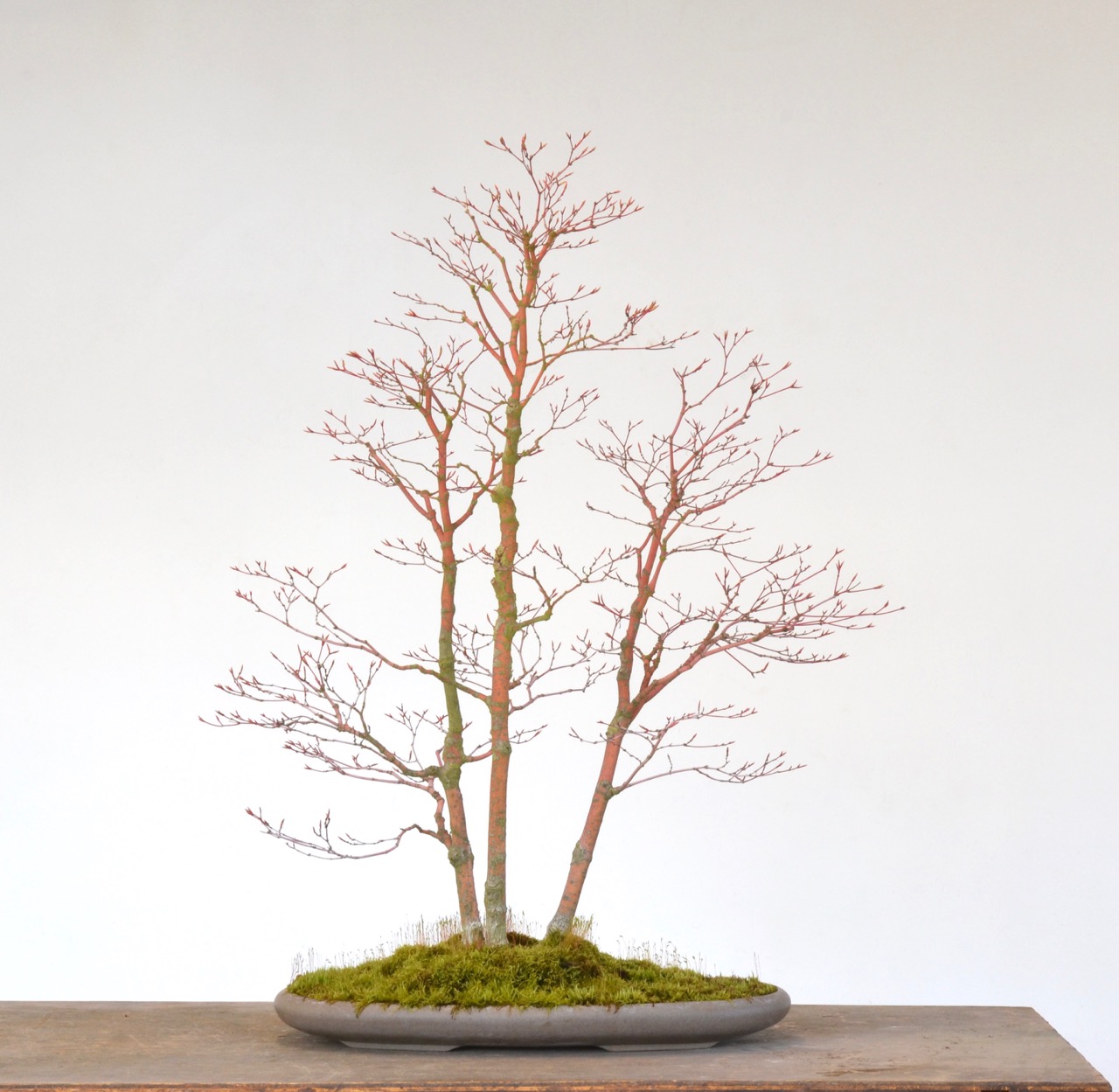 Color and Unusual Pot Choice-