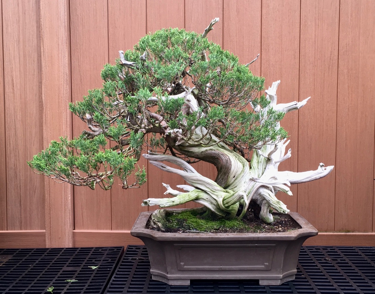 Rocky Mountain Juniper: Alternative Methods