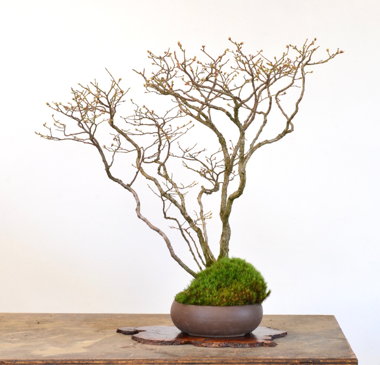 bonsai erde mischen Bonsaierde 5 L