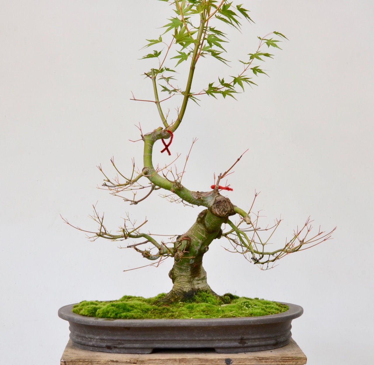 Deciduous Early Development Part I: Japanese Maple